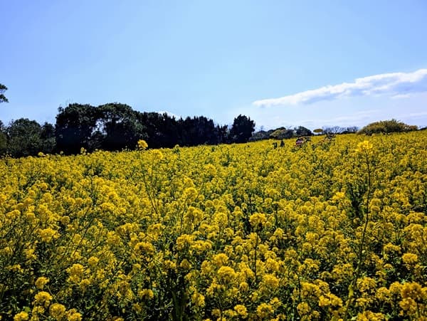 菜の花畑