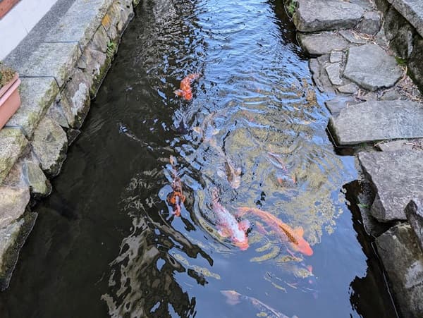 細い瀬戸川に泳ぐ鯉