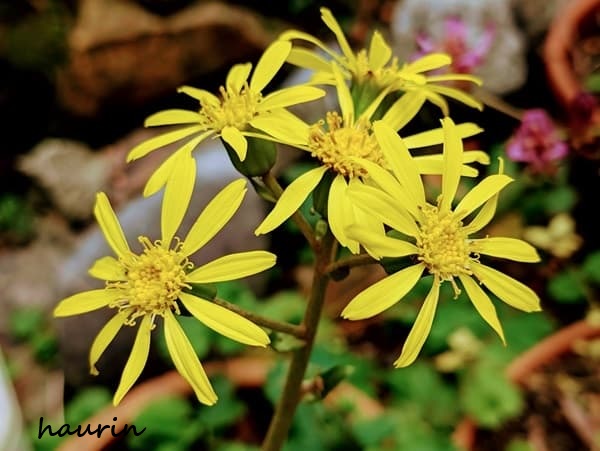 ツワブキの花