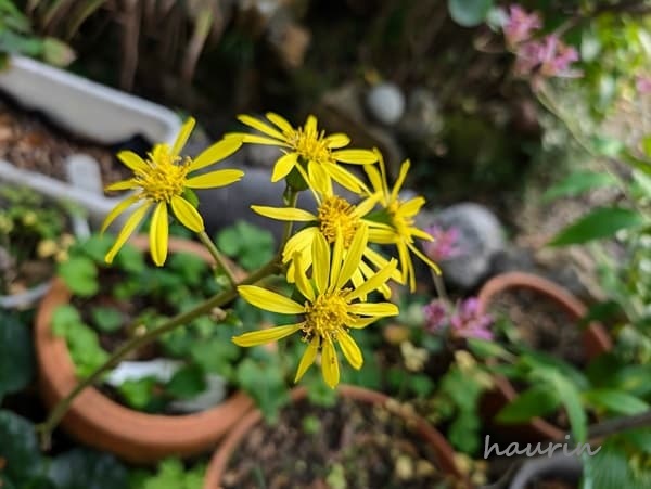 ツワブキの花