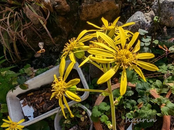 ツワブキの花