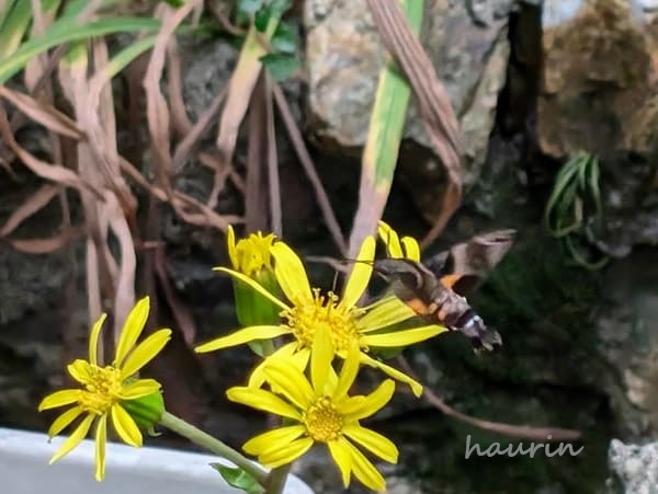 ツワブキの花とホウジャク