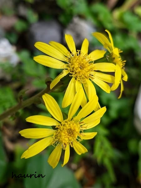 ツワブキの花