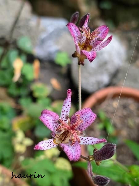ホトトギスの花