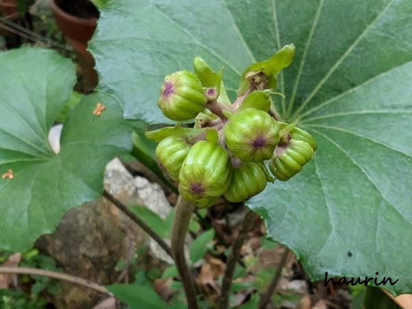 ツワブキの蕾