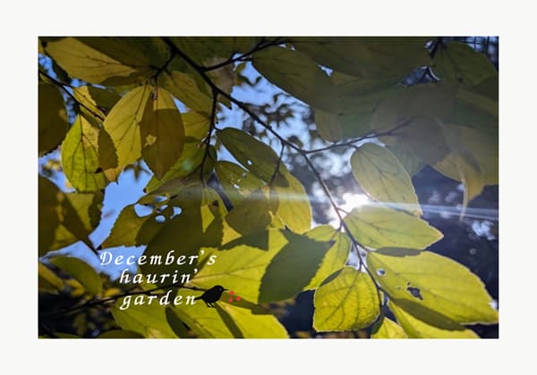 紅葉した葉の間から射す陽