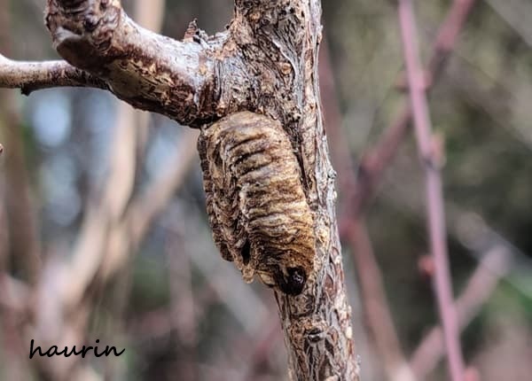 カマキリの卵