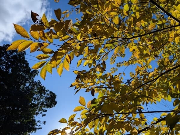 紅葉と青空