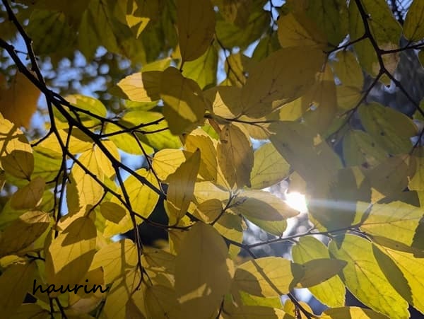 紅葉の葉の間から差し込む日の光