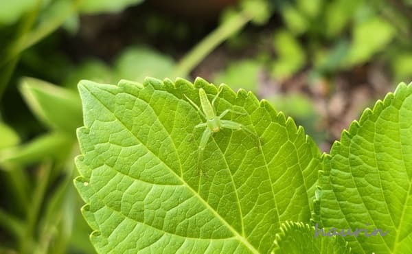 紫陽花の葉っぱにいるワカバグモ