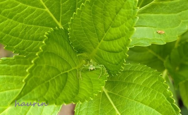 紫陽花の葉っぱにいるワカバグモ
