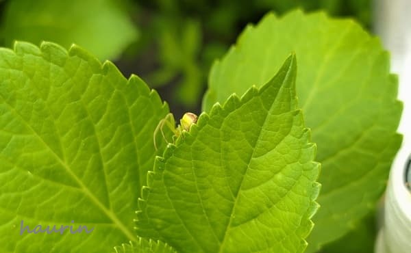 紫陽花の葉っぱにいるワカバグモ