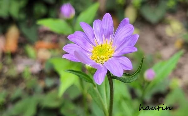 紫色の花