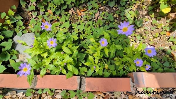 紫色の花が咲く花壇