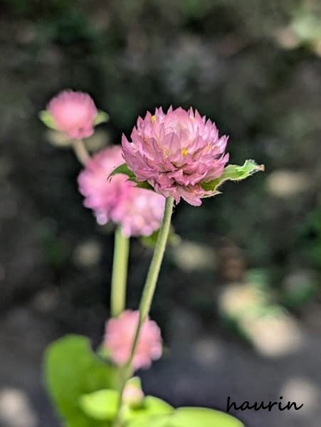 ピンクの千日紅