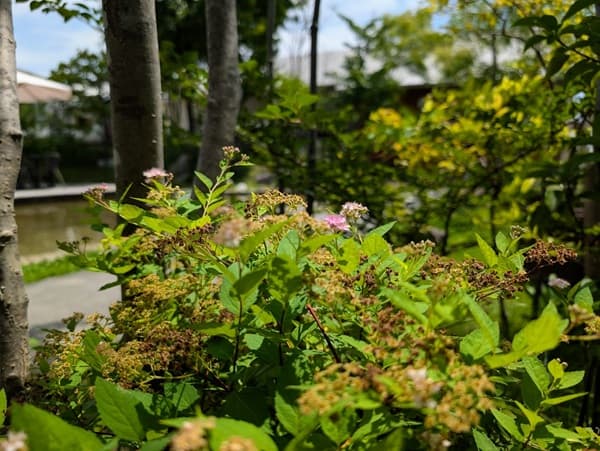 背の低い植物
