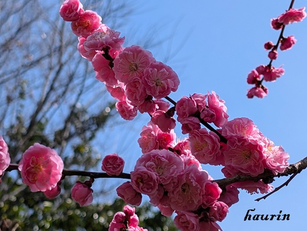 濃いピンクの梅の花