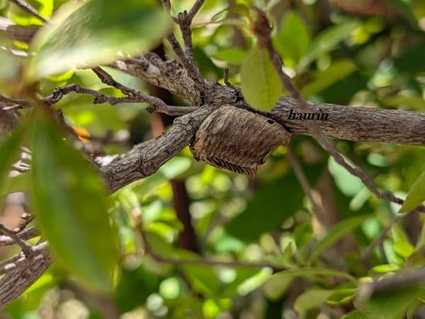 枝についているカマキリの卵