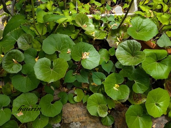 ツワブキの葉