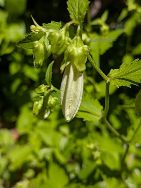 ホタルブクロの蕾