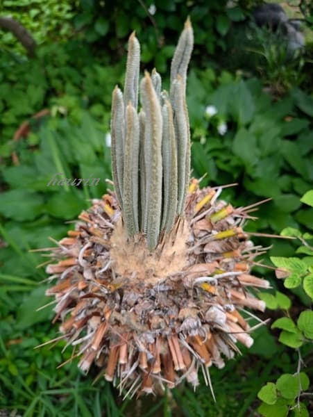 ソテツの新芽