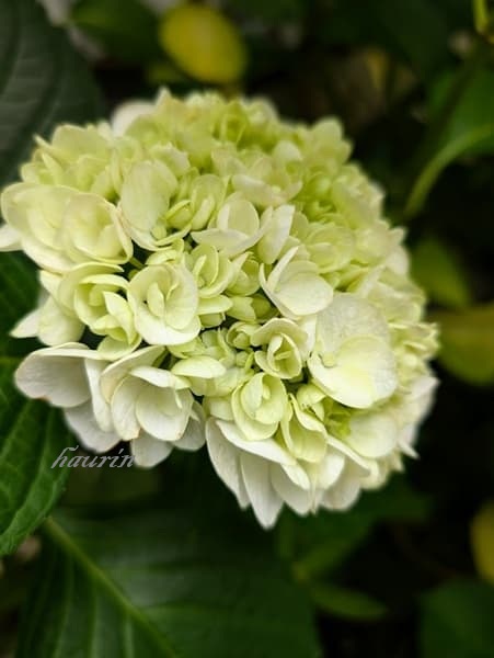 紫陽花