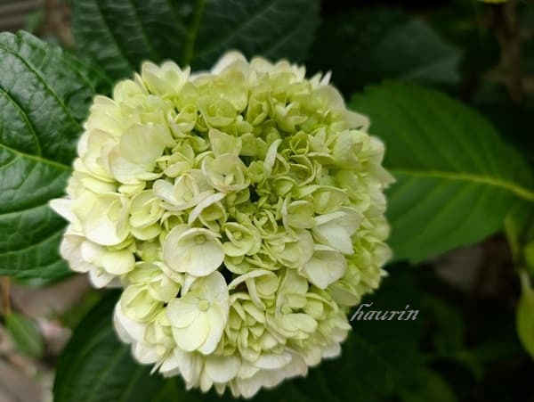 紫陽花