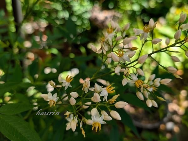 南天の花