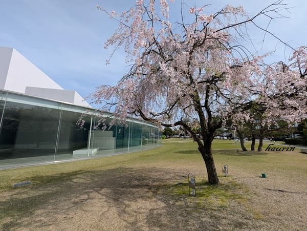 桜と金沢２１世紀美術館