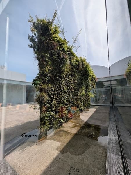 金沢２１世紀美術館に置かれているパトリック・ブランの「緑の橋」