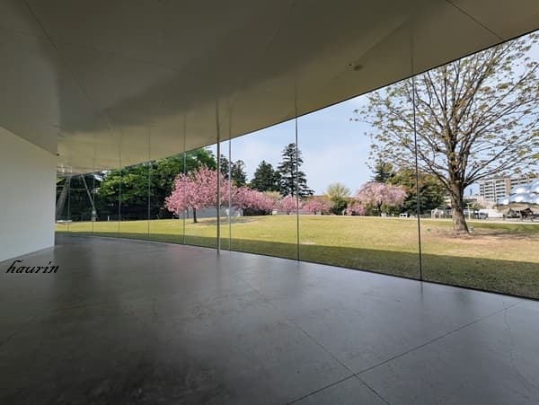 金沢２１世紀美術館の館内の窓から見た桜