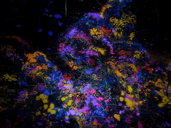 チームラボ京都の暗闇にカラフルな色の花が映し出されている作品