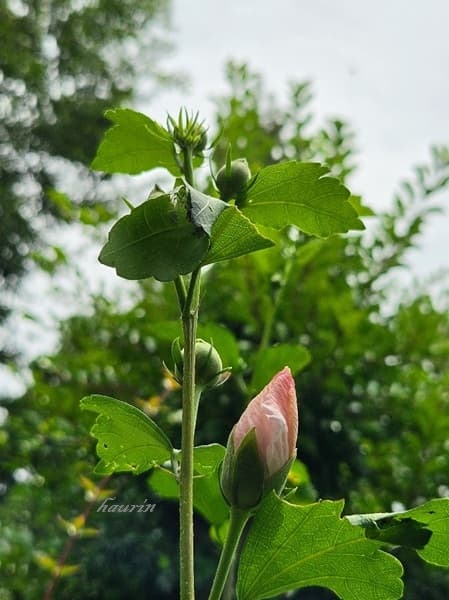 ムクゲの蕾