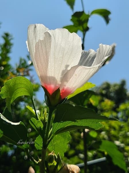かなり開いてきたムクゲの花