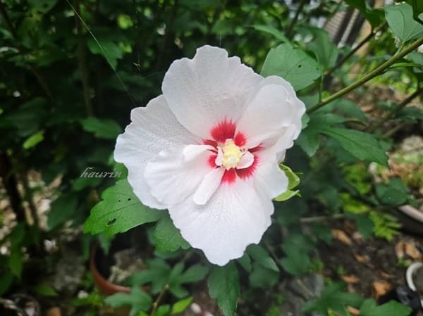 ムクゲの花