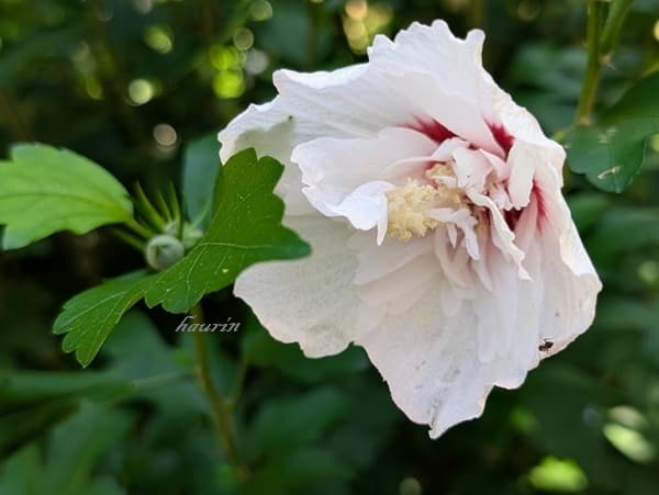 ムクゲの花