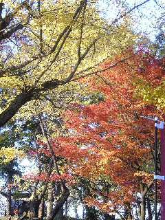 f:id:twitter:20081114155817:image