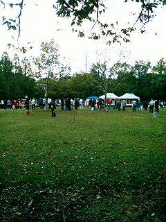 横大路運動公園なう。日本犬保存会展覧会で柴犬がいっぱい・・・・