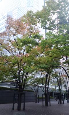 三田。慶応まで行ってきます。やっと紅葉くさいね。
