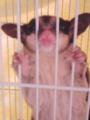 こっそりモモンガの資料を置いてみる つ写真