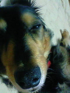 お犬様、ぴったりくっついてきておねむ(´▽｀）