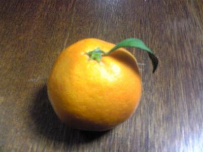  はっぱちょろり(´・ω・｀)