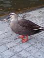 息子と散歩がてら近所の池に巣くう鳥の餌付けへ。ここの鳥は人慣れし