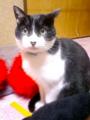 @Captain_Katura ウチの愛猫でよければ
