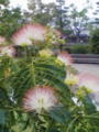 いい香りで大好きなねむの花。葉は眠り始めてます。