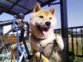 暑いので散歩を途中で放棄。自転車のカゴに揺られて帰宅したお犬様♪