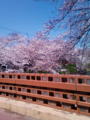 五条川の桜です！花見なう♪