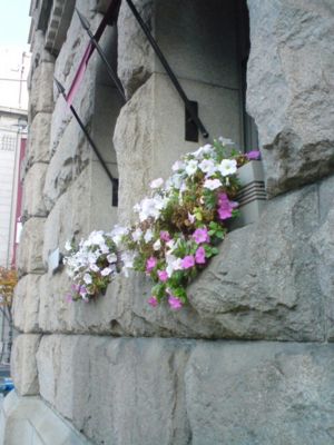 クラッシックなビルの窓辺に飾られた花達。この花を眺めてて、思い出