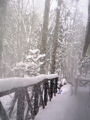 あけおめー！ことよろー！大雪！月食みれなかった！