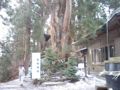 巨木 大杉 砥鹿神社奥の院の 御神木 寿命 約千年って人間とスケール違